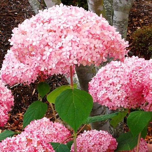 HORTENZIE STROMEČKOVITÁ ´PINK ANNABELLE´ kont. 3L