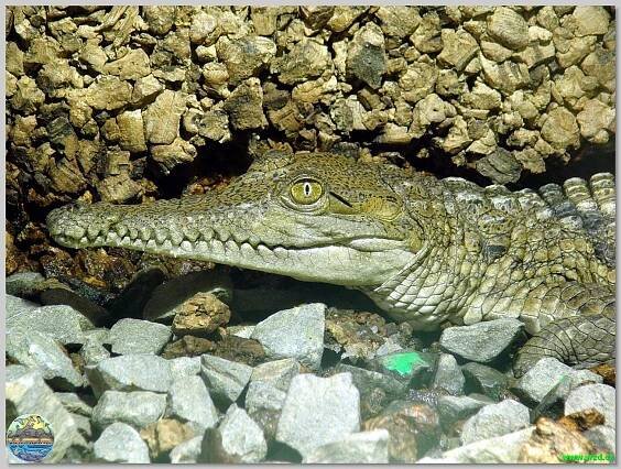 Krokodýlí zoo Protivín