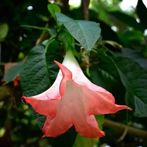 Brugmansie růžová – Brugmansia sp – osivo brugmansie