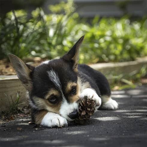 Top Tips on How to Provide the Best Puppy Health Care