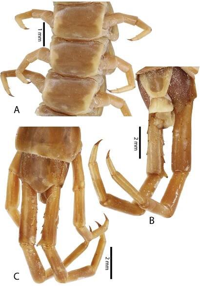 A taxonomic review of the centipede genus Scolopendra Linnaeus, 1758 (Scolopendromorpha, Scolopendridae) in mainland Southeast Asia, with description of a new species from Laos