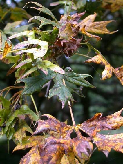 Acer platanoides 'Dissectum'