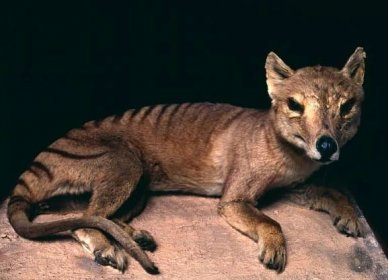 8 Thylacine Facts About The Tasmanian Tiger - Fact Animal