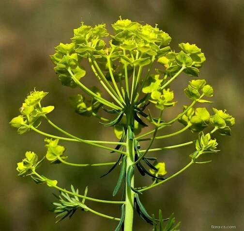 Pryšec chvojka (Euphorbia cyparissias)