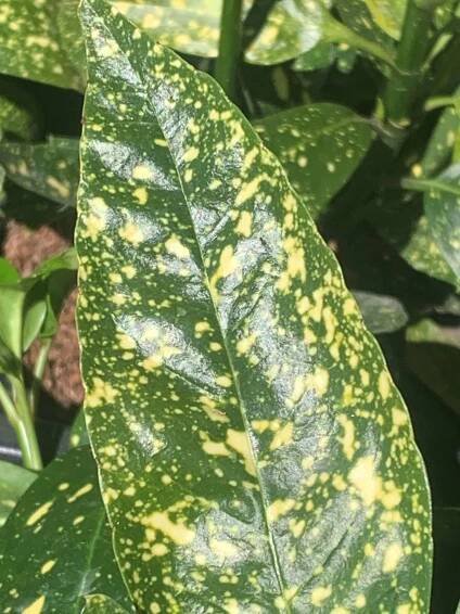 Aukuba japonská 'Variegata' 15-20 cm
