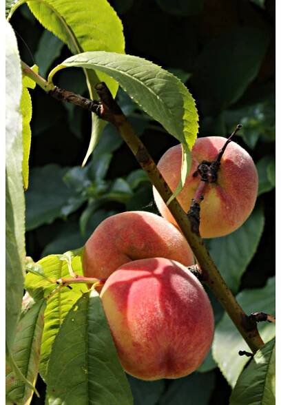 Broskvoň obecná (Prunus persica), různé odrůdy, květináč 5 l nakoupit u OBI