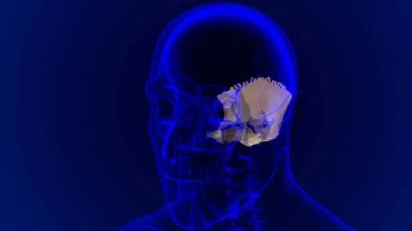 Human Skeleton Skull Occipital Bone Anatomy For Medical Concept 3D Illustration — Stock obrázek