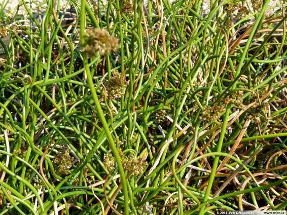 Juncus effusus Spiralis sítina rozkladitá