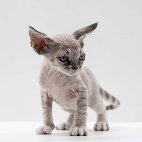 Finn,  boy, born on 01.01.25. Devon Rex Pixie Cattery