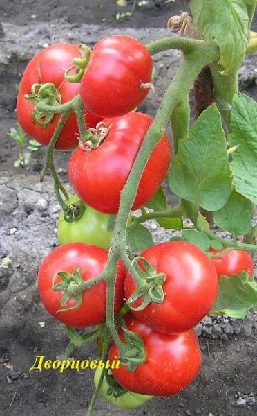 Tomato Jane: vlastnosti odrůdy, popis, recenze