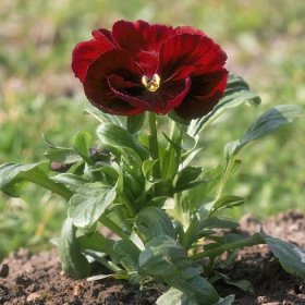 Semena macešky – Maceška červená Abendglut – Viola wittrockiana