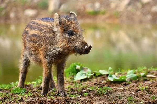 Divočák, kterého se Francouzka rozhodla chovat doma, může zatím zůstat naživu