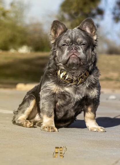 fluffy french bulldogs for sale and fluffy french price