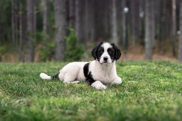 Barney – adoptovaný | Pes nejvěrnější přítel