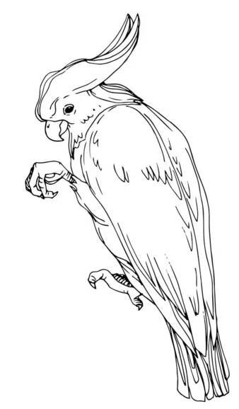 Vector Sky pták kakadu v divočině izolované. Černobílý rytý inkoust. Izolovaný papouščí ilustrační prvek. — Ilustrace