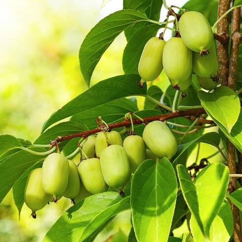 Aktinidia ISSAI Mini kiwi Oboustranné samosprašné mrazuvzdorné sazenice 1L