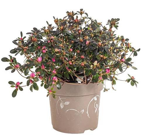 Rhododendron, Pěnišník tupý, červeno-oranžovo-růžový skladem