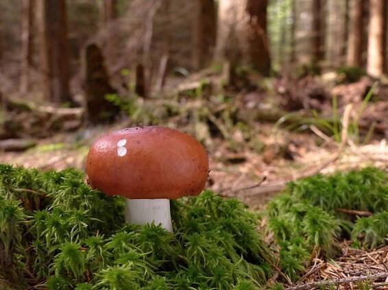 Holubinka jahodová a muchomůrka plavá - Kudluv fotoatlas hubKudluv fotoatlas hub