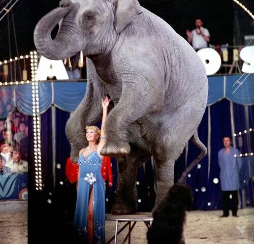 Cirkus na zelené louce - Z filmu