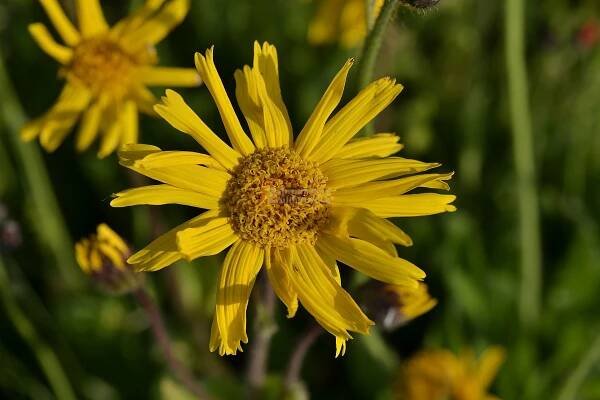 Arnica montana - prha chlumní Zahradnictví Krulichovi - zahradnictví, květinářství, trvalky, skalničky, bylinky a koření