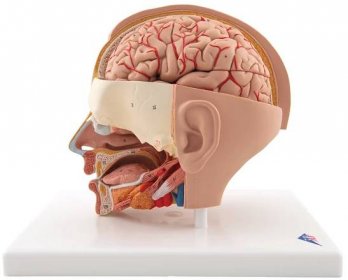Detailní model lidské hlavy