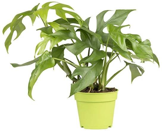 Piardino Monstera Filodendron tetrasperma; velikost květináče: 12 cm