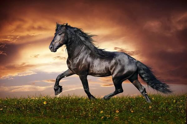 Not to Miss Renowned Horse Riding Championships — Equine Info