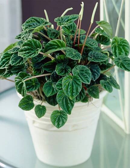 Peperomia Caperata Lilian - RAT TAIL PEPEROMIA