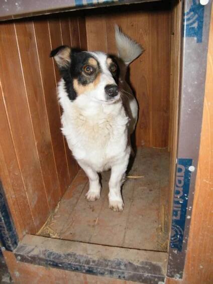 Nicky ze Skalice - ADOPTOVANÝ - Home4Pets
