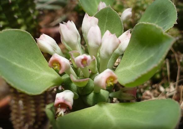 Monadenium