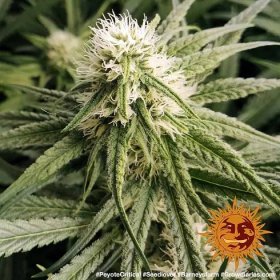 Peyote Critical - feminizované semena marihuany 10 ks Barney ́s Farm
