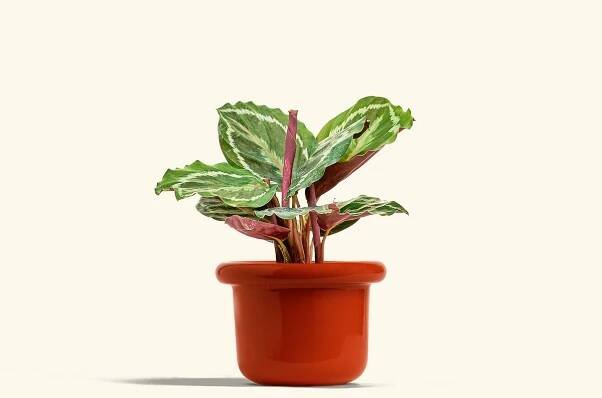 Calathea Medallion in a 4 inches Fat Lip Red Planter 