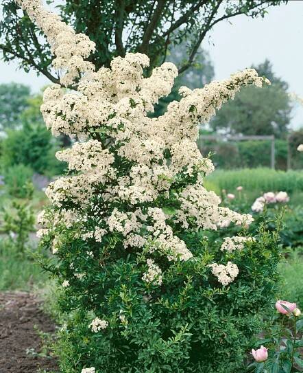 Pyracantha ´Golden Charmer´ , Hlohyně oranžová, K9