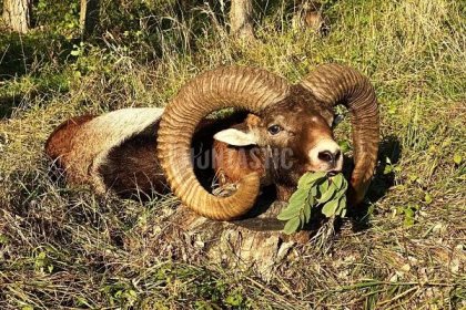 Lov muflona zlaté medaile v oboře na jižní Moravě- Huntastic
