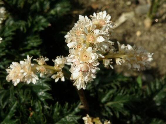 Čechrava - Astilbe crispa