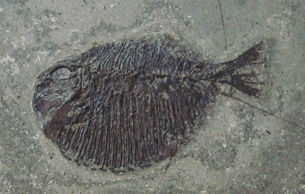 Tetragonolepis - Wikipedia