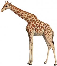Picture Of A Giraffe On A White Background Wallpaper