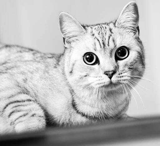 Cat Photography | Simon Kane Photography | Stunning Images To Last A Lifetime