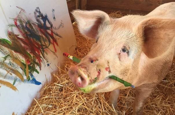 Pigcasso