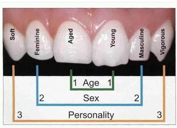 Pin de Sandy Mun en dental | Anestesia en odontologia, Salud dental, Anatomía dental