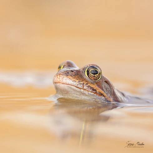 Obojživelníci | Štěpán Mikulka | Wildlife fotograf