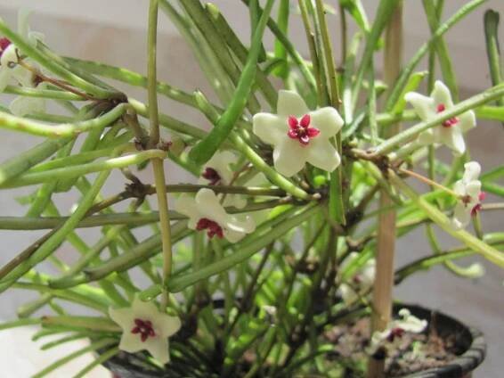 Hoya retuza fotka