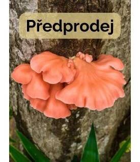 Hlívmen růžovka