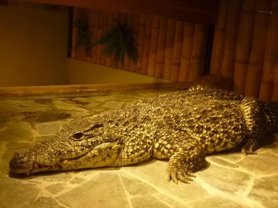 Přírodovědný kroužek (pokročilí) - Krokodýlí zoo v Holešovicích