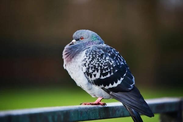 Základová fotografie na téma alexandr malý, andulka, barevné peří, brilantní modrá, budgie, detail, divočina, domácí mazlíček