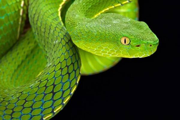Je Gumprecht zelená pitviper (Trimeresurus gumprechti ) — Stock obrázek