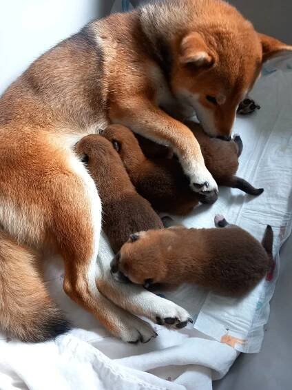 Shiba inu s PP FCI