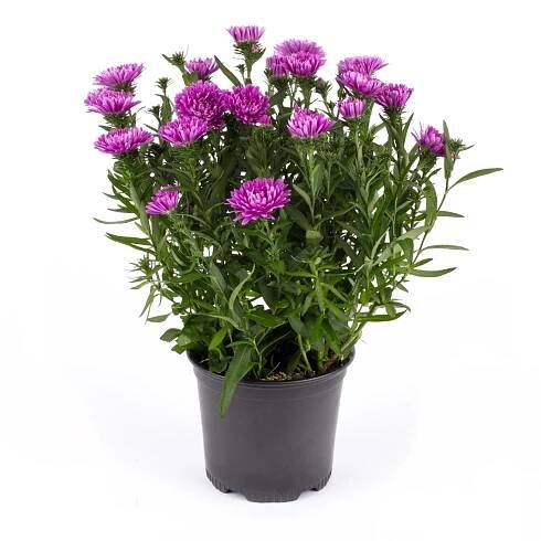 Hvězdnice (Aster Hybrid), různé barvy, výška cca 15-25, pr. kv. cca cm 11 cm