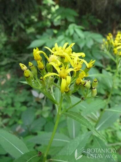 starček Fuchsův (Senecio ovatus) | Petr Petřík | Autoři | iBotky.cz