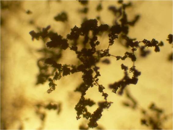 Trichoderma viride